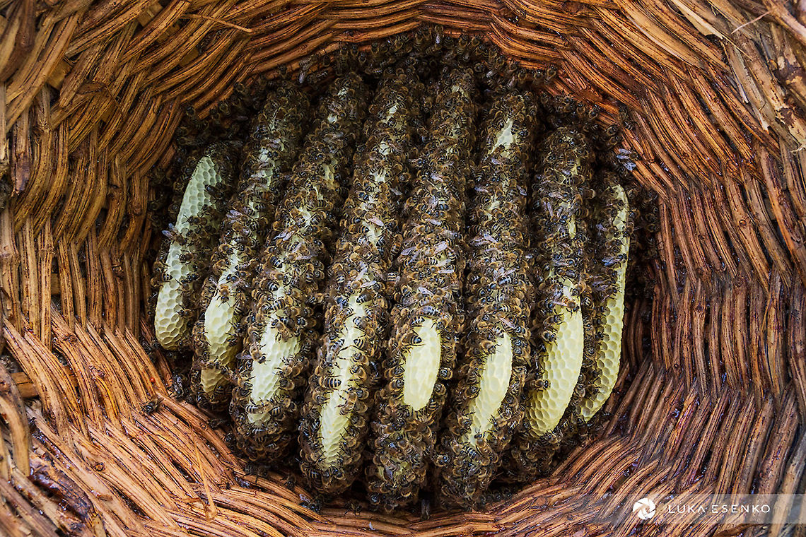 Inside of traditional beehive My dad is experimenting with traditional ways of beekeeping. He is using some traditional style of beehives as is this one. It is shaped as a dome, so this is a view from the bottom up. You can see the combs are still fresh, in the making.  Apis mellifera carnica,Carniolan bee,Geotagged,Slovenia