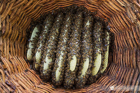 Inside of traditional beehive My dad is experimenting with traditional ways of beekeeping. He is using some traditional style of beehives as is this one. It is shaped as a dome, so this is a view from the bottom up. You can see the combs are still fresh, in the making.  Apis mellifera carnica,Carniolan bee,Geotagged,Slovenia