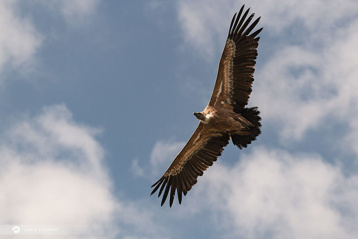 Soaring high This griffon vulture was photographed in Serbia, in Uvac national park. When we were hiking above the canyon of Uvac river, this inquisitive birds circled above us for a moment. Very smart animal, it had to check us out :) Geotagged,Griffon Vulture,Griffon vulture,Gyps fulvus,Serbia,birds,birds in flight,serbia,uvac