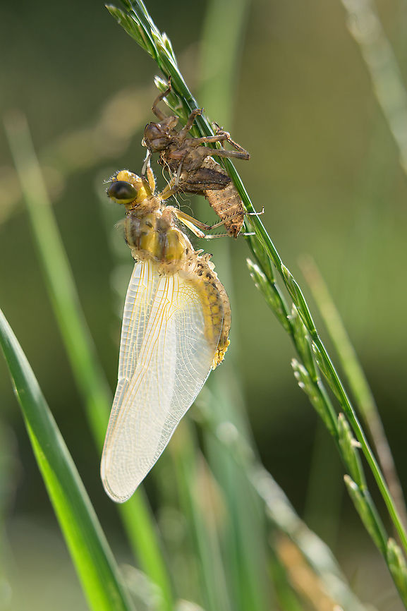 Emergence This is a female broad-bodied chaser that I photographed in my home garden while mowing lawn...  Broad-bodied chaser,Geotagged,Libellula depressa,Slovenia,Summer
