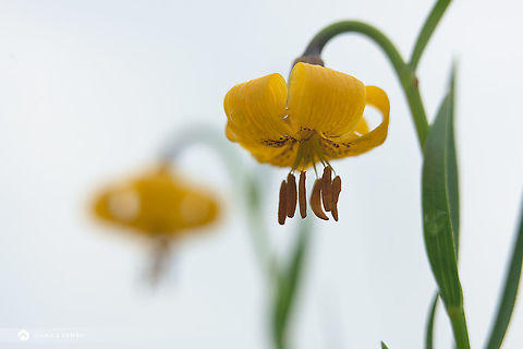 Golden lily / Zlatni ljiljan I found these beautiful lilies in Montenegro where I spent a couple of weeks hiking and photographing. The species is somehow questionable as I found descriptions as lilium bosniacum but also lilium albanicum. Some sources also classify it as Carniolan lily (lilum carniolicum) (these are usually orange)... Whatever the actual species, incredible wild beauty! Geotagged,Lilium bosniacum,Montenegro