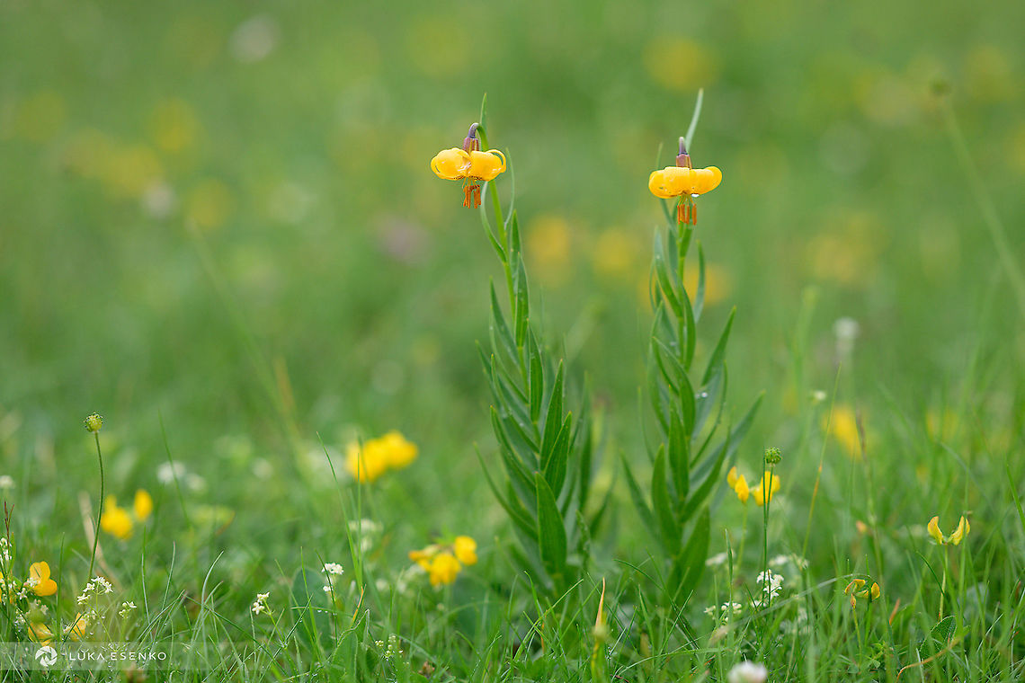 Golden lily / Zlatni ljiljan II  different take of the  same two flowers. Here one can see the full plant and its natural setting, a mountain meadow. <br />
<br />
I found these beautiful lilies in Montenegro where I spent a couple of weeks hiking and photographing. The species is somehow questionable as I found descriptions as lilium bosniacum but also lilium albanicum. Some sources also classify it as Carniolan lily (lilum carniolicum) (these are usually orange)... Whatever the actual species, incredible wild beauty! Geotagged,Lilium bosniacum,Montenegro