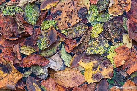 Autumn leaves A variety of leaves on the water surface at Plitvice Lakes national park, Croatia... Croatia,European Beech,Fagus sylvatica,Fall,Geotagged,autumn,balkans,croatia,hrvatska,lakes,national park,nature,plitvice,plitvička jezera