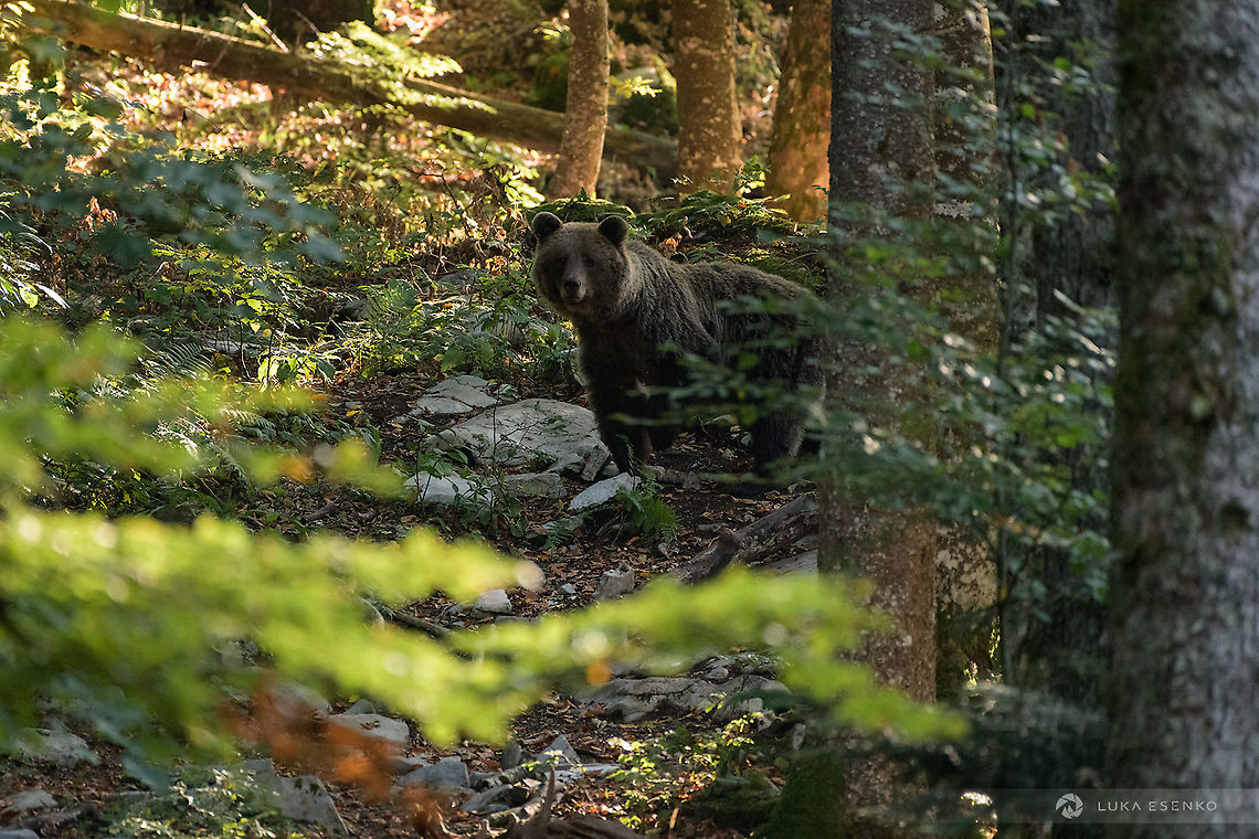 A lucky encounter This is a mama bear sensing something is not right. I encountered her on my forest walk with my son. She had two cubs and they were scavenging for food. The distance was about 150m, still safe enough. Not a photo I am proud of, but it was my son&#039;s first encounter with bears. A great memory! He was upset because it happened too quick and he could snap a photo :)<br />
<br />
We made it clear we were around, just by clapping our hands and gently saying &quot;medo medo medo&quot; (tedy ber in Slovenian:)) She and her cubs immediately ran away and disappeared silently in the woods. <br />
<br />
This is also my only photo of a bear not taken from a safe hide :) Eurasian brown bear,Geotagged,Slovenia,Ursus arctos arctos