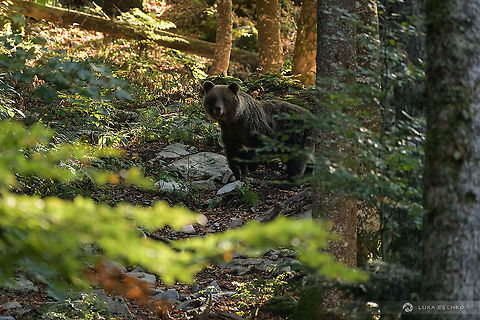 A lucky encounter This is a mama bear sensing something is not right. I encountered her on my forest walk with my son. She had two cubs and they were scavenging for food. The distance was about 150m, still safe enough. Not a photo I am proud of, but it was my son's first encounter with bears. A great memory! He was upset because it happened too quick and he could snap a photo :)

We made it clear we were around, just by clapping our hands and gently saying "medo medo medo" (tedy ber in Slovenian:)) She and her cubs immediately ran away and disappeared silently in the woods. 

This is also my only photo of a bear not taken from a safe hide :) Eurasian brown bear,Geotagged,Slovenia,Ursus arctos arctos
