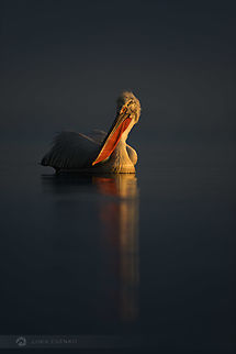 Dalmatian Pelican A Dalmatian pelican in breeding plumage. Photographed at Lake Kerkini, Greece. I have just returned from a photo trip from there and Bulgaria and this is one of my favourite images... Dalmatian Pelican,Dalmatian pelican,Geotagged,Greece,Pelecanus crispus,Winter,birds,greece,pelican,winter