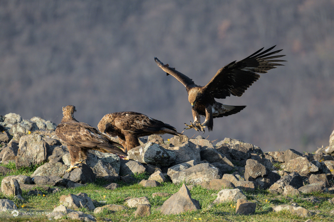 Golden Eagle Family A family of golden eagles, a couple with last years juvenile eagle. I photographed them from a photo hide in Bulgaria. I spend two full days in the hide to get photos of these elusive birds. We had to go in when it was dark and we got out when it was dark again. Such a shy animal! It was well worth it - the eagles arrived on both days in perfect timing - when the light warm warm but still plenty. Here is a longer version of the story with some BTS photos too.<br />
<a href="https://lukaesenko.com/photographing-vultures-and-eagles-in-bulgaria/" rel="nofollow">https://lukaesenko.com/photographing-vultures-and-eagles-in-bulgaria/</a> Aquila chrysaetos,Bulgaria,Geotagged,Golden Eagle,Winter,balkans,birds,bulgaria,winter