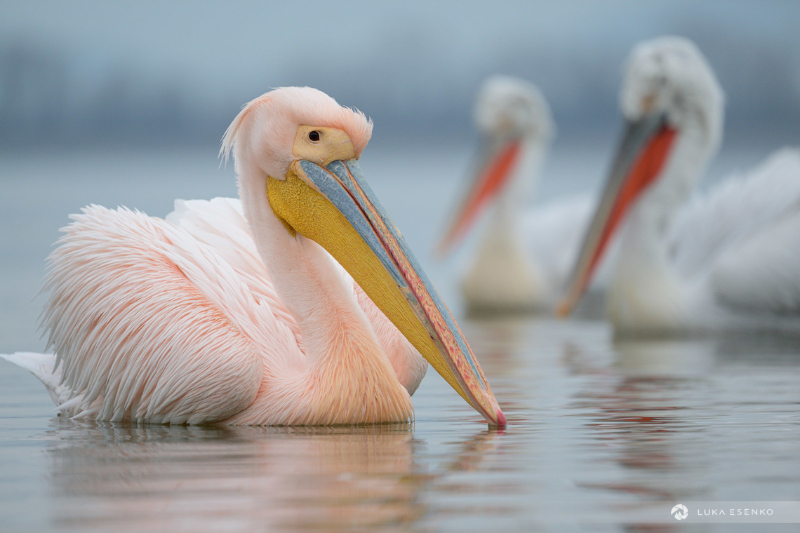 Stranger This great white pelican seemed like an impostor within the flock of dalmatian pelicans. He was quite brave though, he sneaked into the flock to grab that fish and then quickly out, before other even realised what happened! I like this photo for the documentary purposes too. The two dalmatian pelicans are blurred so the white pelican stands out, but at the same time one can see the difference in colourisation of the bills and feathers.  Geotagged,Great white pelican,Greece,Pelecanus onocrotalus,Winter