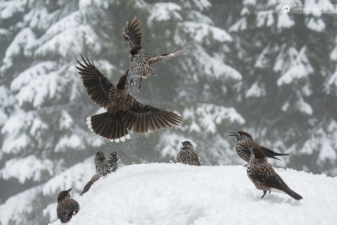 Snowy squabble Spotted nutcrackers are some of the funniest birds. Very intelligent, resourceful and playful creatures. This scene was photographed at one of Bulgaria&#039;s ski resorts where the birds are habituated to people. They even steal food from the outdoor terrace at nearby restaurant. To get photos like this it just takes some peanuts (unsalted, raw), patience and a lot of memory cards... Bulgaria,Geotagged,Nucifraga caryocatactes,Spotted Nutcracker,Winter,birds,bulgaria,nucifraga caryocatactes,nutcracker,snow,sofia,spotted nutcracker,vitosha,winter