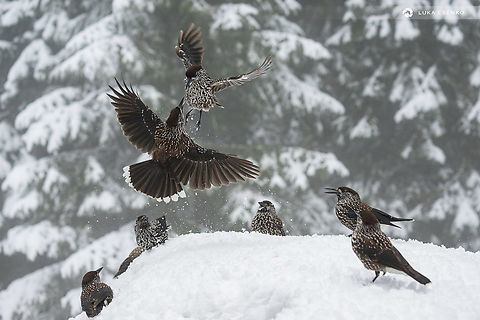 Snowy squabble Spotted nutcrackers are some of the funniest birds. Very intelligent, resourceful and playful creatures. This scene was photographed at one of Bulgaria's ski resorts where the birds are habituated to people. They even steal food from the outdoor terrace at nearby restaurant. To get photos like this it just takes some peanuts (unsalted, raw), patience and a lot of memory cards... Bulgaria,Geotagged,Nucifraga caryocatactes,Spotted Nutcracker,Winter,birds,bulgaria,nucifraga caryocatactes,nutcracker,snow,sofia,spotted nutcracker,vitosha,winter