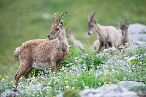 Ibex Family A female ibex with three cubs from last season. I photographed them at Pecol mountain pasture where they often come down to graze. The grass is always greener on the other side - for them and for me (I had to go across the border to Italy :)).

 Alpine Ibex,Capra ibex,Geotagged,Italy,Summer