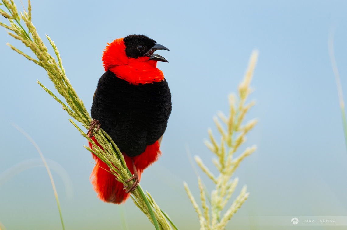 Morning song Small but strikingly visible, he was singing on a tall grass. I was able to sneak on him crouching low from behind the grass and took this photo from about 3-4m away... Euplectes franciscanus,Geotagged,Northern red bishop,Uganda