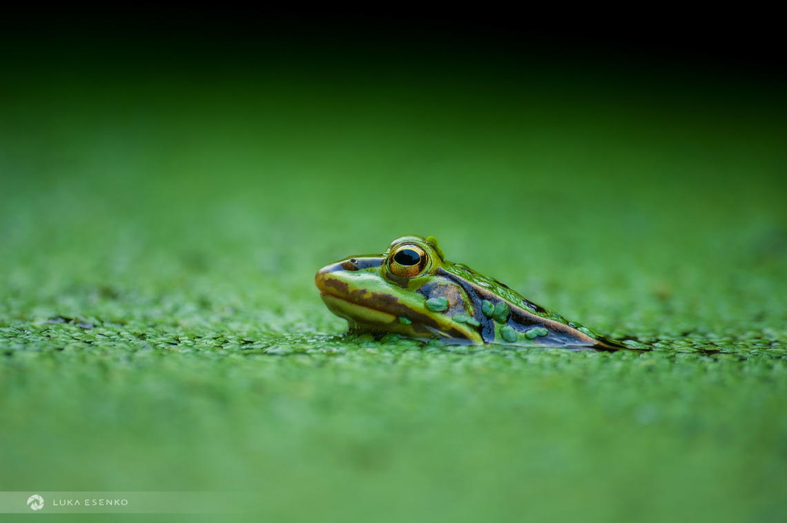 Stakeout This green frog was photographed at my home pond. We have several frogs inhabiting here and they all came from the nearby river on their own... Common green frog,Edible frog,Geotagged,Green frog,Hylarana erythraea,Lithobates clamitans,Pelophylax kl. esculentus,Slovenia,Spring