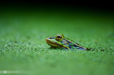 Stakeout This green frog was photographed at my home pond. We have several frogs inhabiting here and they all came from the nearby river on their own... Common green frog,Edible frog,Geotagged,Green frog,Hylarana erythraea,Lithobates clamitans,Pelophylax kl. esculentus,Slovenia,Spring