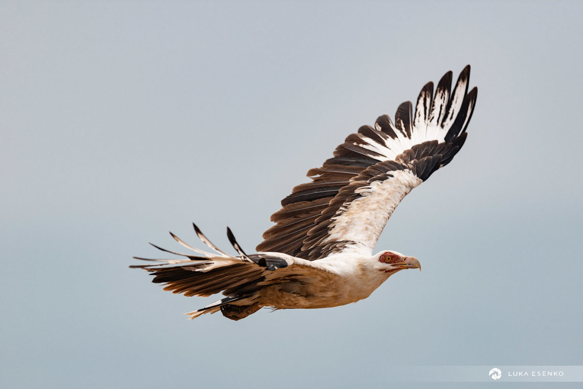 Palm nut vulture The only time I saw this incredible creature. At the same time I was lucky to manage to photograph it before it few away. Geotagged,Gypohierax angolensis,Palm-nut Vulture,Uganda,Winter,africa,bird watching,birding,east africa,safari,summer,travel,uganda