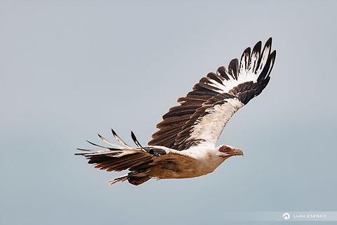 Palm-nut Vulture