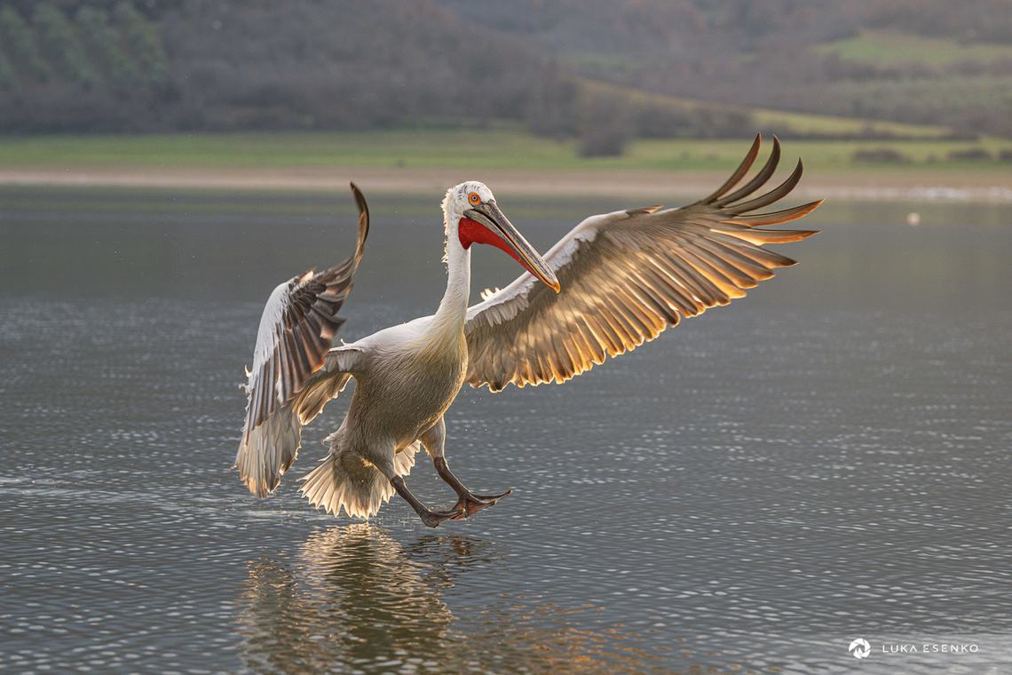 Incoming 747 :) This Pelican was about to land on the water nearby our boat. The evening light is just perfect, shining through his wings.  Dalmatian Pelican,Geotagged,Greece,Pelecanus crispus,Winter