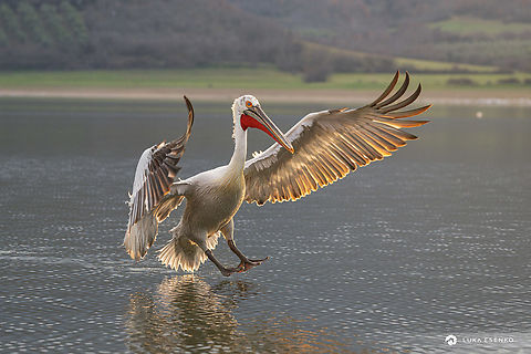 Incoming 747 :) This Pelican was about to land on the water nearby our boat. The evening light is just perfect, shining through his wings.  Dalmatian Pelican,Geotagged,Greece,Pelecanus crispus,Winter