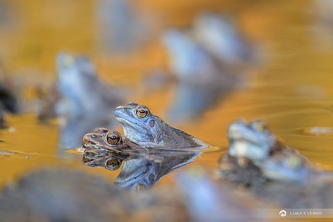 Moor Frogs Near my home in Ljubljana, there is a marsh where moor frogs mate each year. It is a spectacle of nature that lasts 3-4 days. The male frogs turn blue for this occasion and a few days later they are back to brown.  Geotagged,Moor frog,Rana arvalis,Slovenia,Spring,amphibian,barje,frogs,ljubljana,moor frogs,nature,plavčki,rana arvalis,spring,žabe