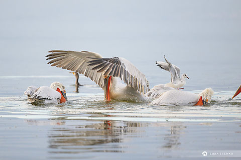 Dalmatian Pelicans hunting One of my favourite images from Lake Kerkini, Greece. While I got many more wow shots of the pelicans while we were on photo sessions with local fishermen, this one is a "natural" one. I was sitting for hours at the lake shore, just observing birds. The longer I was there the more patterns in their behaviour I noticed. There were common coots and when one of them caught a fish, the black headed gulls bullied it until it dropped the fish and the gulls stole it. Quite fun to watch. Then there were many, more honest black headed gulls who were catching their meals in honorable way, not stealing. It was fascinating and very hard to photograph when they dove into the water and emerged with a fish. And lastly, the most rewarding scene was watching dalmatian pelicans hunt fish in their natural way. What a team work! They slowly pushed the fish in more shallow waters, working synchronised as a group. Then suddenly they all dove in for a catch. And so did the greater cormorants and again black headed gulls. I think everyone was more successful with this team effort! It was funny to see the gulls landing and resting on pelicans' backs :) Dalmatian Pelican,Geotagged,Greece,Pelecanus crispus,Winter,balkans,birds,dalmatian pelican,greece,kerkini,lake,national park,nature,pelecanus crispus,pelicans,travel,winter