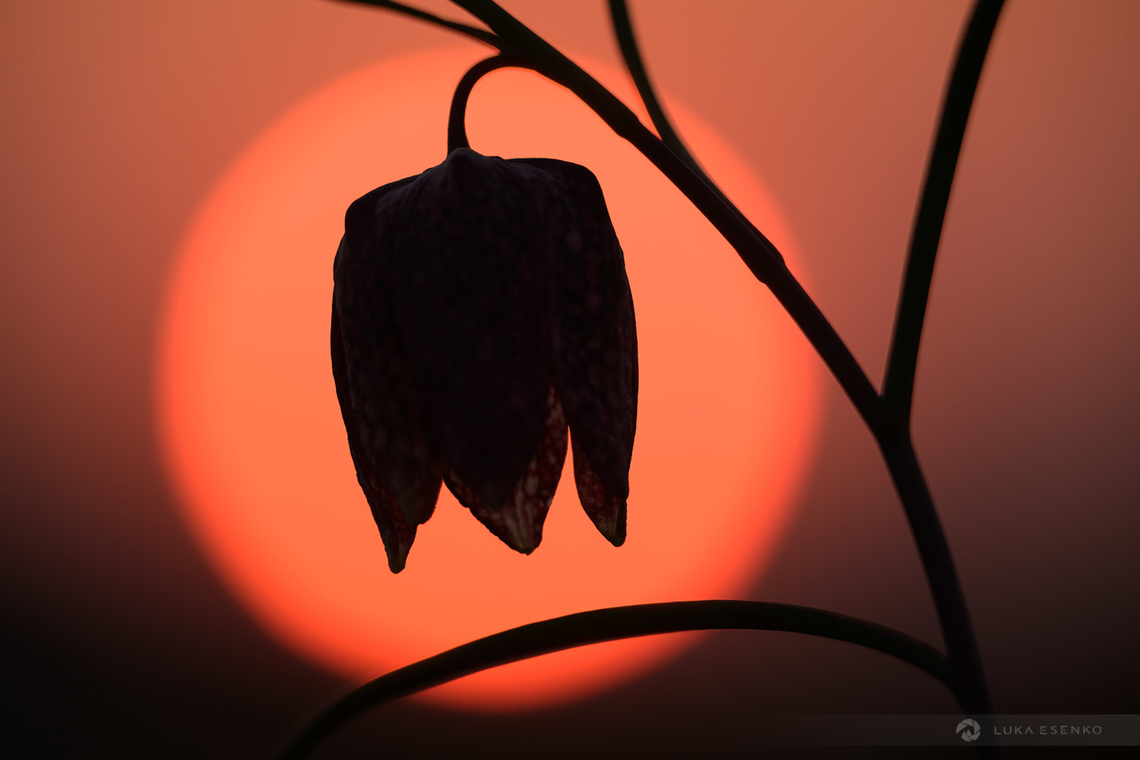 Setting Sun A telephoto shot of this fritillary flower near my home in Ljubljana. These are one of the first flowers to pop out in spring and it became a tradition for me to go to photograph them. It's getting harder and harder coming up with a different shot! Fritillaria meleagris,Geotagged,Slovenia,Snakes Head Fritillary,Spring,barje,fritilary,ljubljana,logarica,marshes,močvrski tulipan,slovenia,snake's head lilly,spring
