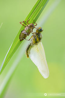 Time to Fly! It's this time of year at my garden pond.... I counted four dragonflies in the process of emerging and more than 10 husks around the pond. So nice.

There are more than 15 edible frogs (we call then green frogs), several newts, many different types of water beetles and other small insects. They all arrived on their own - I only put some plants into the pond like lilies, reeds and marsh butter cups. The rest it's nature's work! Broad-bodied chaser,Geotagged,Libellula depressa,Slovenia,Spring,dragonfly,emerging,garden,hatching,insects,ljubljana,macro,nature,pond,slovenia,spring