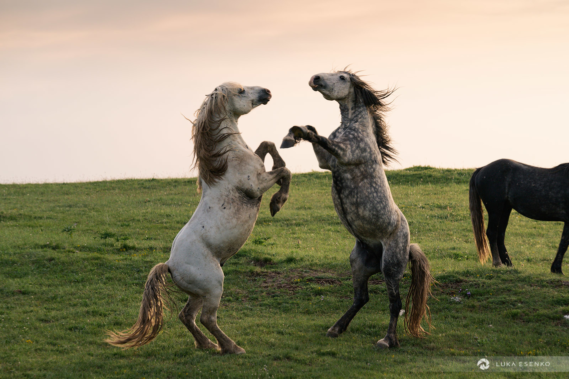 Wild stallions fighting Bosnia-Herzegovina has many herds of wild horses. These are domestic breeds that were released into the wild generations ago. <br />
<br />
Recently I travelled to one of these locations to photograph them. The mountain highlands have several hundred of these horses and they congregate in smaller groups of a few tens. Each stallion has his own smaller group and when they get too close to each other there are often clashes. Most of the stallions wear marks of these fights.. Scratches, bite marks, open wounds... Life is not easy for an alpha male!<br />
<br />
The horses here are friendly and inquisitive, but one has to pay attention to the stallions at all times - not that they would be aggressive to people but because of the fights among each other... Bosnia and Herzegovina,Domestic horse,Equus ferus caballus,Geotagged,Spring