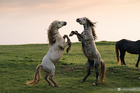 Wild stallions fighting Bosnia-Herzegovina has many herds of wild horses. These are domestic breeds that were released into the wild generations ago. 

Recently I travelled to one of these locations to photograph them. The mountain highlands have several hundred of these horses and they congregate in smaller groups of a few tens. Each stallion has his own smaller group and when they get too close to each other there are often clashes. Most of the stallions wear marks of these fights.. Scratches, bite marks, open wounds... Life is not easy for an alpha male!

The horses here are friendly and inquisitive, but one has to pay attention to the stallions at all times - not that they would be aggressive to people but because of the fights among each other... Bosnia and Herzegovina,Domestic horse,Equus ferus caballus,Geotagged,Spring