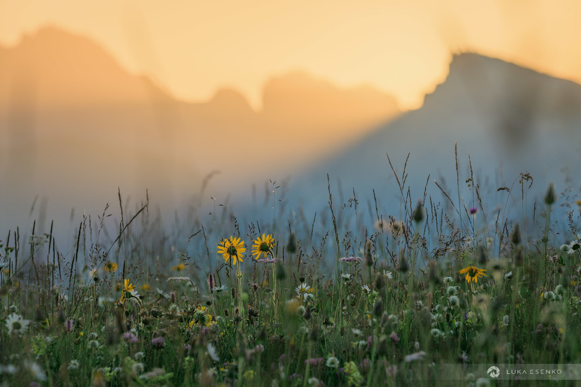 Alpine meadow A sunrise in Dolomites.... This photo was taken at one of the nicest hiking areas of Dolomites, Alpe di Siusi or Seiser Alm. End of June and early July these meadows are abundant with wildflowers and I love to come there to photograph close ups. This shot is unusual for me, it was more of an experiment  but it turned out well. I like it a lot, silhouetted mountains and meadow details... The Arnica flowers are the yellow ones that stand out.. Aconitum vulparia,Arnica montana,Geotagged,Italy,Summer,Wolf's Bane,arnica montana