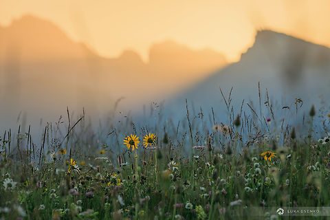 Alpine meadow A sunrise in Dolomites.... This photo was taken at one of the nicest hiking areas of Dolomites, Alpe di Siusi or Seiser Alm. End of June and early July these meadows are abundant with wildflowers and I love to come there to photograph close ups. This shot is unusual for me, it was more of an experiment  but it turned out well. I like it a lot, silhouetted mountains and meadow details... The Arnica flowers are the yellow ones that stand out.. Aconitum vulparia,Arnica montana,Geotagged,Italy,Summer,Wolf's Bane,arnica montana