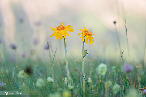Meadows in Dolomites A closer view of the medicinal but poisonous flower... Photographed in Dolomites with a telephoto lens... Aconitum vulparia,Arnica montana,Geotagged,Italy,Summer,Wolf's Bane