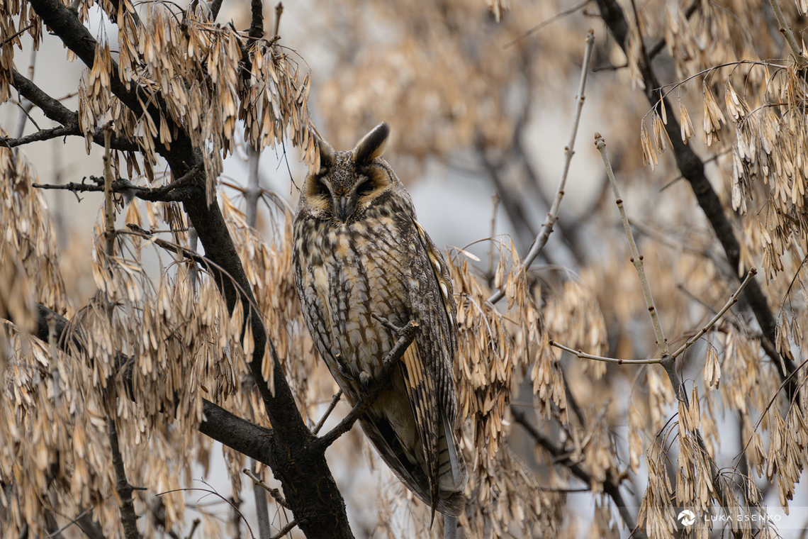 Perfect camouflage.. There is a small colony of long eared owls in the city centre of Plovdiv, Bulgaria. There is a park, surrounded by apartment buildings and a kindergarten with lots of trees. Owls are there, but hardly anyone knows about it. Easy to see why - this owl shows how well they blend into the environment... Asio otus,Bulgaria,Geotagged,Long-eared Owl,Winter,balkans,bird photography,bulgaria,winter