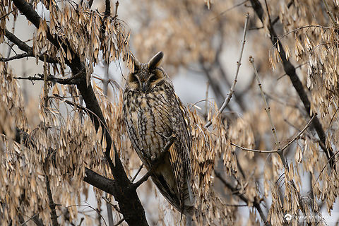 Perfect camouflage.. There is a small colony of long eared owls in the city centre of Plovdiv, Bulgaria. There is a park, surrounded by apartment buildings and a kindergarten with lots of trees. Owls are there, but hardly anyone knows about it. Easy to see why - this owl shows how well they blend into the environment... Asio otus,Bulgaria,Geotagged,Long-eared Owl,Winter,balkans,bird photography,bulgaria,winter