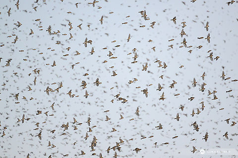 Bramblings in flight Every now and then it happens that a million strong flock of bramblings visits Slovenia in winter. This year there is another huge flock in the northeastern part of the country. My dad and I drove there yesterday to witness this spectacle. I have never seen so many birds in flight! Mesmerising! Brambling,Fringilla montifringilla