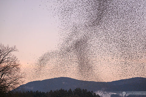 Brambling "murmuration" A million birds large flock of brambilngs in Slovenia. At first, this seems like a starling murmuration, even the movement patterns look similar. 

You will notice a falcon at the bottom left near the trees. A feast! Brambling,Fringilla montifringilla,Geotagged,Slovenia