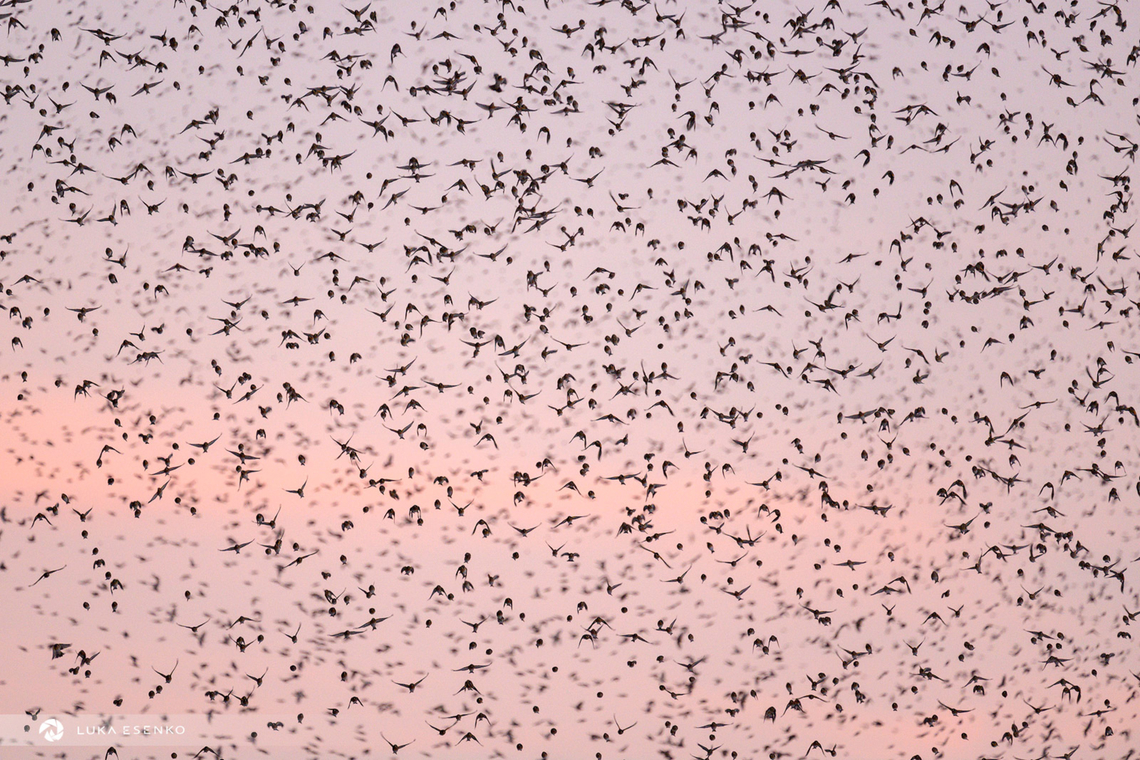 Super flock or bramblings in Slovenia Another image of the winter roost of bramblings in Slovenia. Here is also a slow motion video of the event. It is beautiful, please watch it :)<br />
<br />
<section class="video"><iframe width="448" height="282" src="https://www.youtube-nocookie.com/embed/6_wzR5LmRC8?hd=1&autoplay=0&rel=0" frameborder="0" allowfullscreen></iframe></section> Brambling,Fringilla montifringilla,Slovenia,winter