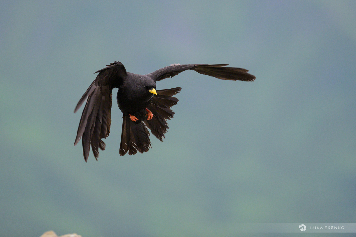 Alpine Chough in flight One of the easiest places to observe and photograph these lovely and cheeky birds is at rifugio Lagazuoi in Italian Dolomites. The staff is feeding them with kitchen leftovers so they are always around in big numbers. One just has to sit down close enough and enjoy the show. Alpine chough,Pyrrhocorax graculus