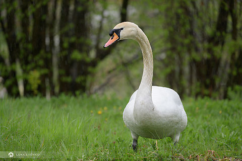 White visitor This mute swan came to our garden pond today. The Ljubljanica river runs only 20m away from our house and a couple of them are nesting somewhere nearby. The river is busy with rowers (there is a rowing club across the river) and the male is chasing rowers all the time. He is quite aggressive, he even chased me and tried to bite me on a paddle board :)

I took this photo from our kitchen - we have large sliding window that I opened and snapped this shot with my 100-400mm lens. Cygnus olor,Geotagged,Mute swan,Slovenia