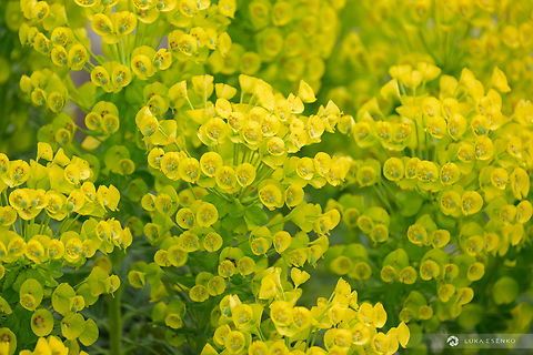 Mediterranean Spurge in Bloom A closeup photo of this magnificent plant from my family holiday in Croatia. The island of Rab is covered with this species and whole hillsides are yellow.  Croatia,Euphorbia characias,Geotagged,Mediterranean spurge