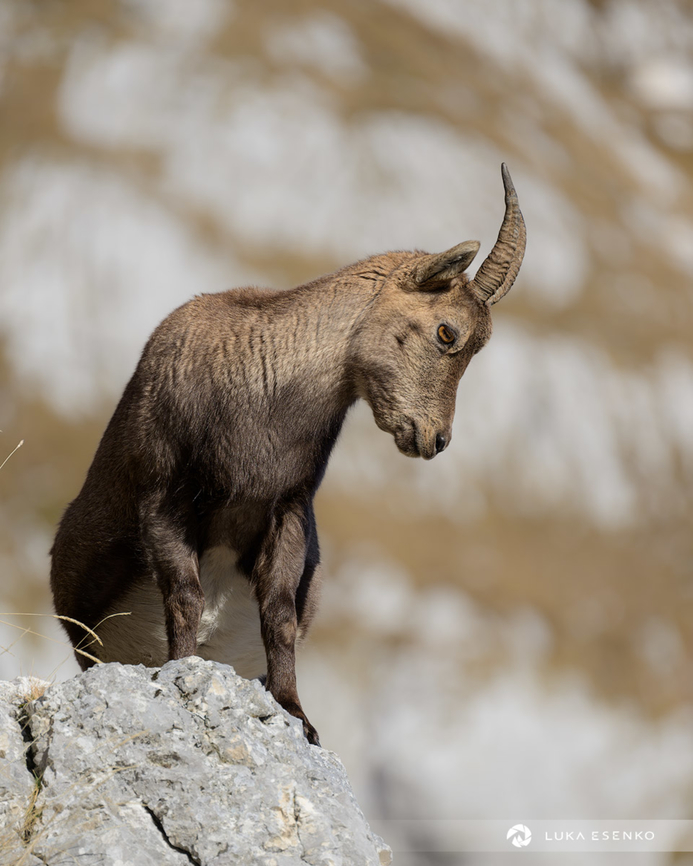 Ibex encounter A mountain goat in Julian Alps. In Slovenian we call it kozorog, Italians call it stambecco and Austrians call it Steinbock. One hears all three languages in this part of Europe as it is the only place in the world that all three language groups border to each other.  Alpine Ibex,Capra ibex,Geotagged,Italy