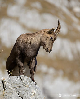 Ibex encounter A mountain goat in Julian Alps. In Slovenian we call it kozorog, Italians call it stambecco and Austrians call it Steinbock. One hears all three languages in this part of Europe as it is the only place in the world that all three language groups border to each other.  Alpine Ibex,Capra ibex,Geotagged,Italy