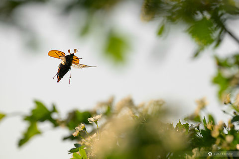 It's May! Male may beetle flying around hawthorn tree in Slovenia. I never managed to get a shot like this until the new AF systems of the modern cameras. This was photographed with the new Nikon Z 8 and 100-400mm lens. The focus simply grabbed the beetle and it was easy to get shots like this...  Common cockchafer,Geotagged,Melolontha melolontha,Slovenia