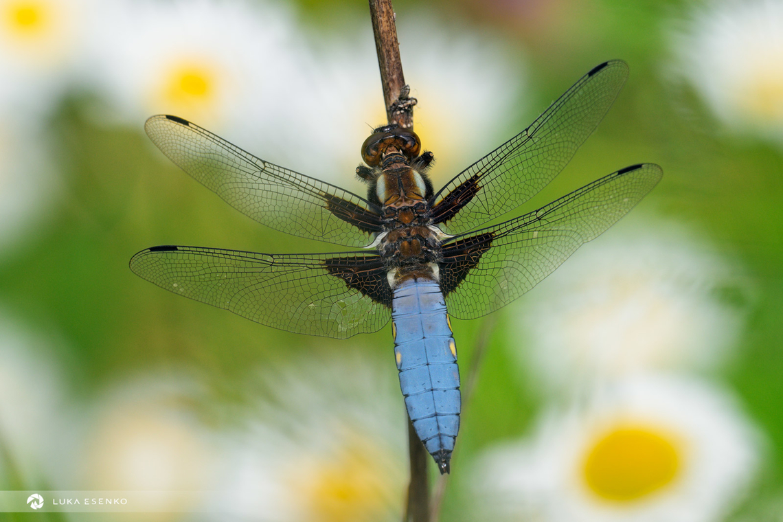 Broad-bodied chaser This photo was taken today at my garden pond. Our whole meadow is dotted with daisies which made a wonderful background to this photo. What a wonderful season. And there is something cool in being able to step out of the kitchen and photograph nature in your underwear :D Broad-bodied chaser,Geotagged,Libellula depressa,Slovenia