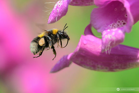 Garden Bumble Bee Photographed today at my parents garden... It took me about 900 shots to get one right:) Bombus hortorum,Garden Bumble Bee,Geotagged,Slovenia