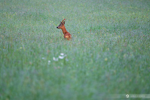 Morning Encounter A lucky shot of a shy roe deer in Slovenia. I was hiking in Robanov Kot valley, one of the nicest alpine valleys in Slovenia. This guy suddenly popped out of the grass to assess danger. I got a couple of seconds to snap this photo before he hopped into the woods. Capreolus capreolus,Geotagged,Roe deer,Slovenia