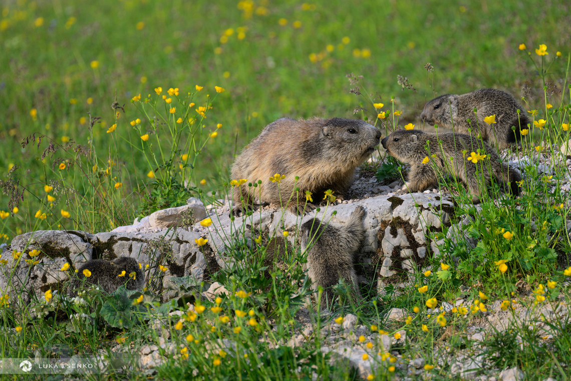 Family time A lovely scene of a marmot family in Italian Dolomites. This was photographed less than 100m from a rifugio. The marmots were habituated to people so I was able to approach them to about 5m without disturbing them. Alpine Marmot,Geotagged,Italy,Marmota marmota