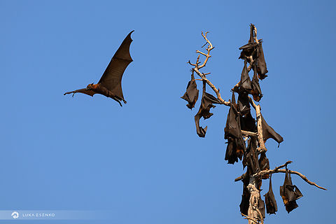 Flying foxes I recently returned from Indonesia where I traveled with my family. We explored Flores island and Komodo national park. Photos from the later still to come. This photos is from 17 Islands national park, where there is a large colony of flying foxes. Geotagged,Indonesia,Large flying fox,Pteropus vampyrus