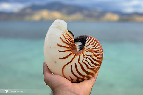 Nautilus While exploring the sandy beaches of 17 Islands national park my son and his cousin stumbled upon this find! What a treasure! Chambered nautilus,Geotagged,Indonesia,Nautilus pompilius