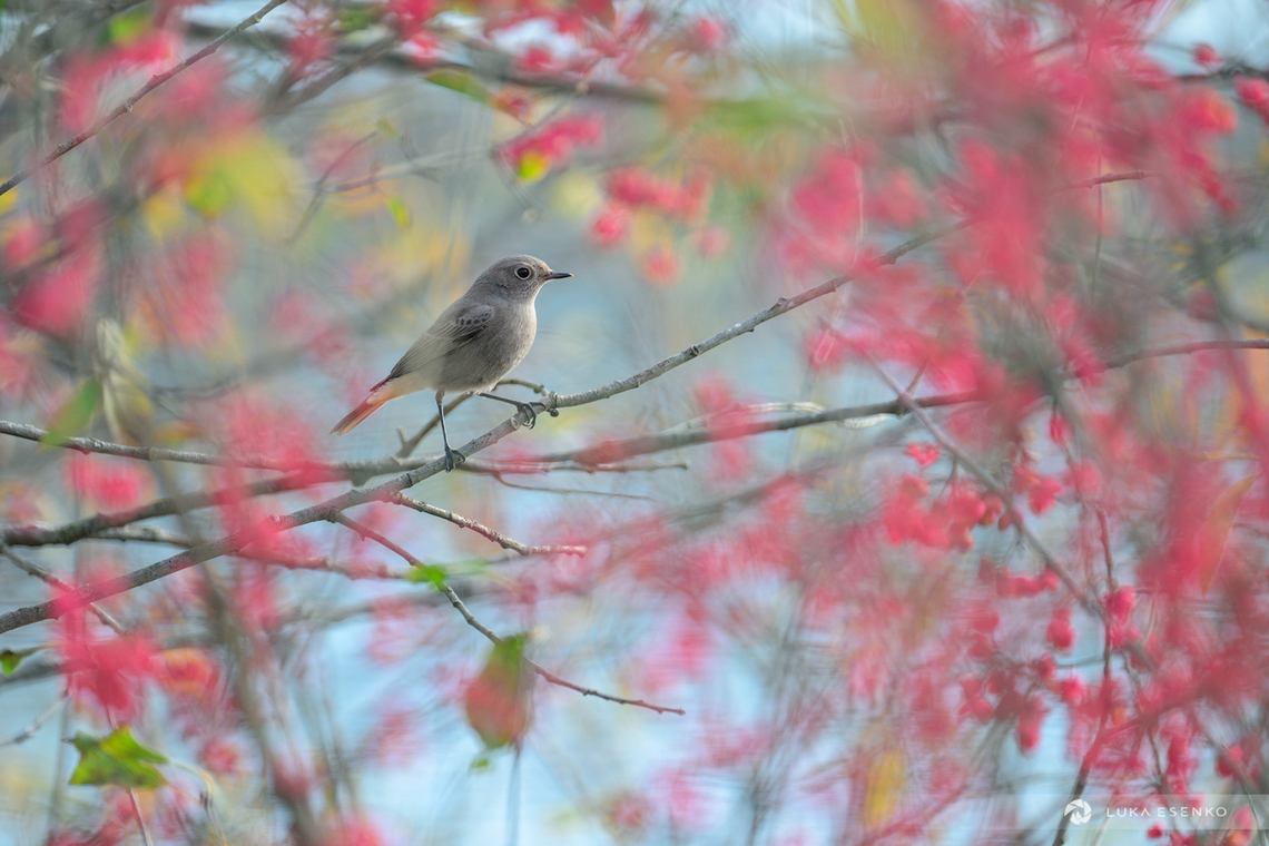 Black Redstart A female black redstart photographed at Lake Cerknica in Slovenia. I went out for sunrise shoot at the lake but the wind disturbed water surface and I didn&#039;t got any decent shots. Later when I was bathing in sunlight at the lake shore I noticed how close the birds were getting to me. I spent the next two hours photographing them, simply sitting there and enjoying the day.  Black Redstart,Geotagged,Phoenicurus ochruros,Slovenia