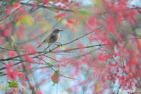 Black Redstart A female black redstart photographed at Lake Cerknica in Slovenia. I went out for sunrise shoot at the lake but the wind disturbed water surface and I didn't got any decent shots. Later when I was bathing in sunlight at the lake shore I noticed how close the birds were getting to me. I spent the next two hours photographing them, simply sitting there and enjoying the day.  Black Redstart,Geotagged,Phoenicurus ochruros,Slovenia